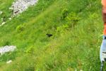 2014-07-05_Laengental-N-Hochweg (838). JPG